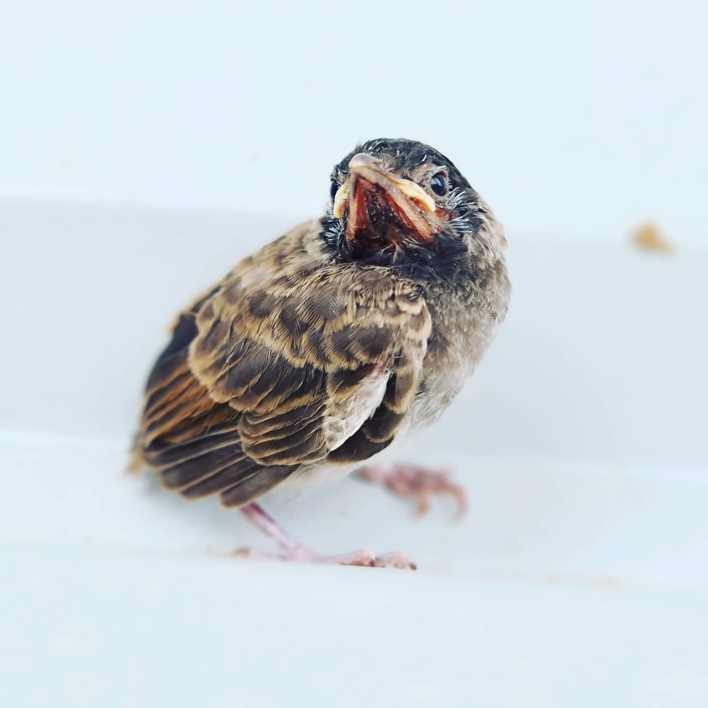 Uttpal Patel,  bridstory, birdcaptures