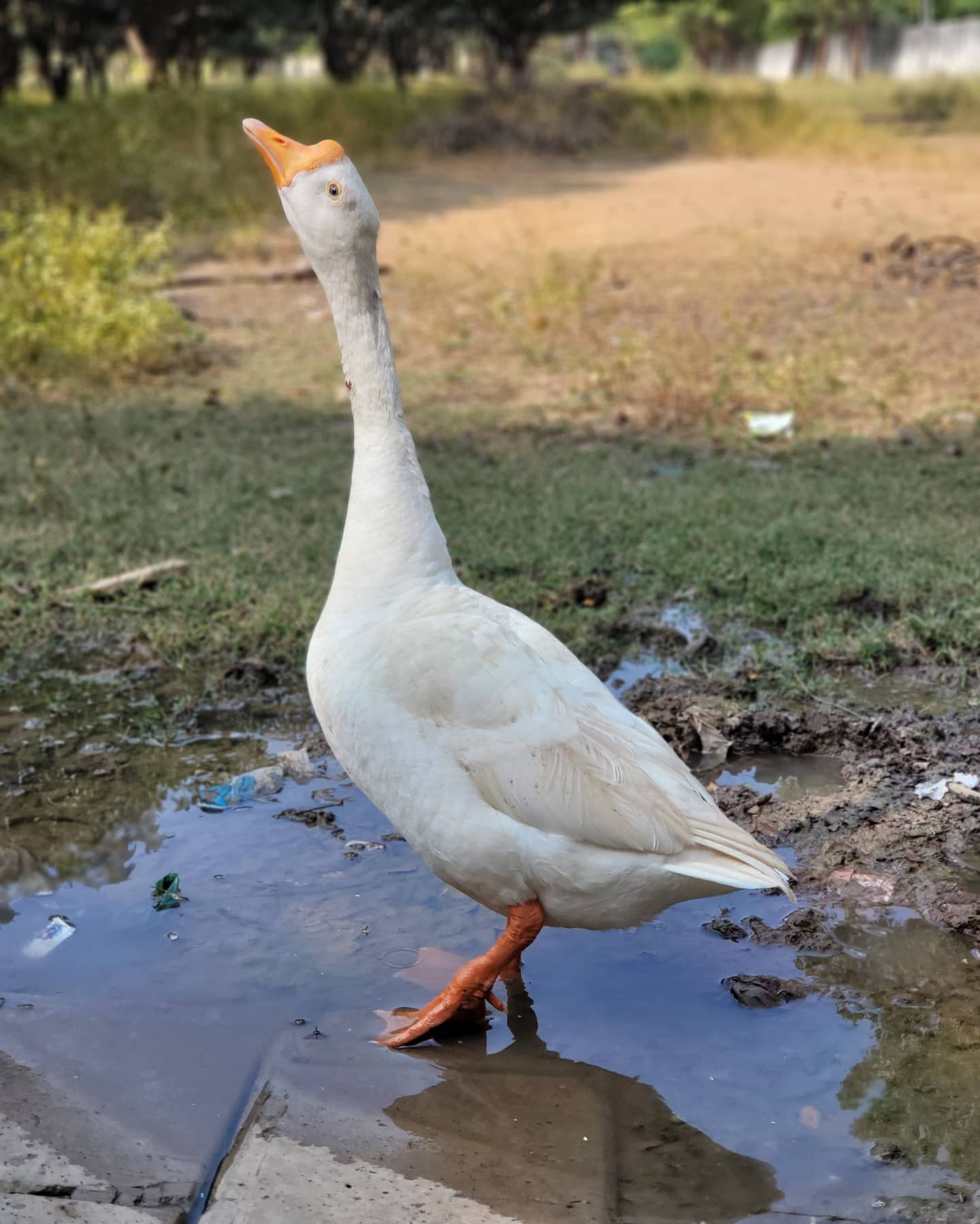Uttpal Patel,  uttpalpatel, uttpal, nakshtra, picoftheday, photooftheday, animallover, naturelover, photography, wildlifephotography, birdphotography, instagood, instalike, instadaily, tbt, throwbackthursday, gandhinagar, mood, vibes, love, loved, grateful, blessed, hobby, ahemdabad, ahmedabad, gujarat, gujju