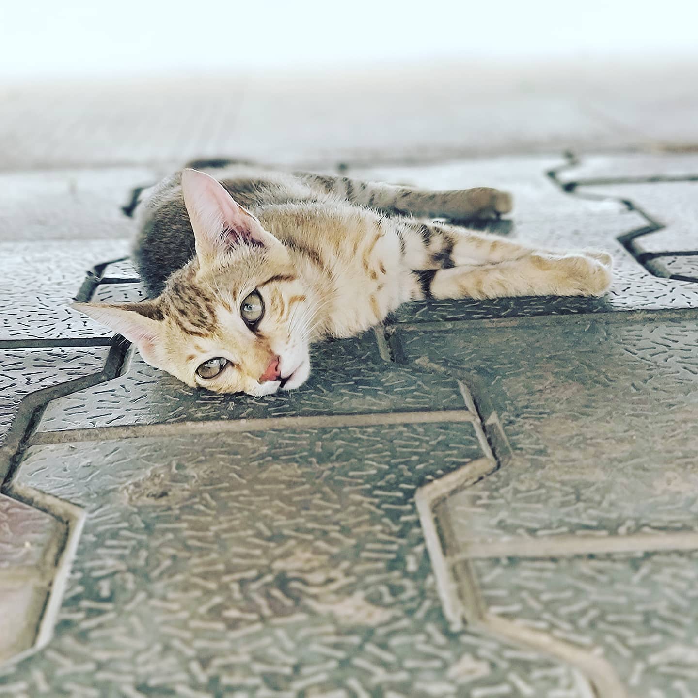 Uttpal Patel,  catlovers