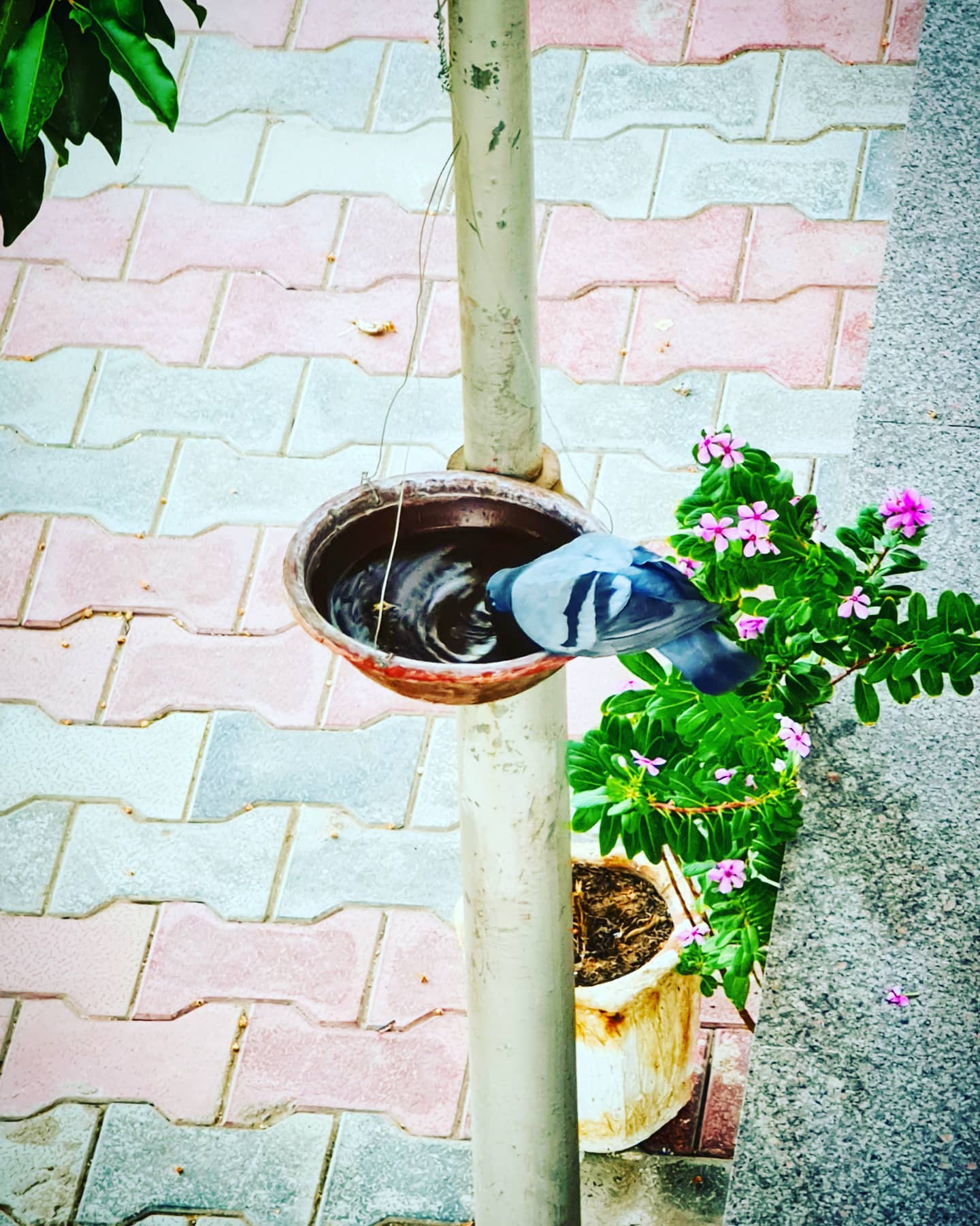 Uttpal Patel,  bird, birds, birdphotography, birdlovers, birdhelp, help, birdlovers, birdlove, ahmedabaddiaries, ahmedabad_instagram, ahmedabad_diaries, birdsofinstagram, gandhinagardiaries, goodvibes, instagood, goodquotes, goodtime, goodvibe, goodmoments, goodmoments, goodmemories