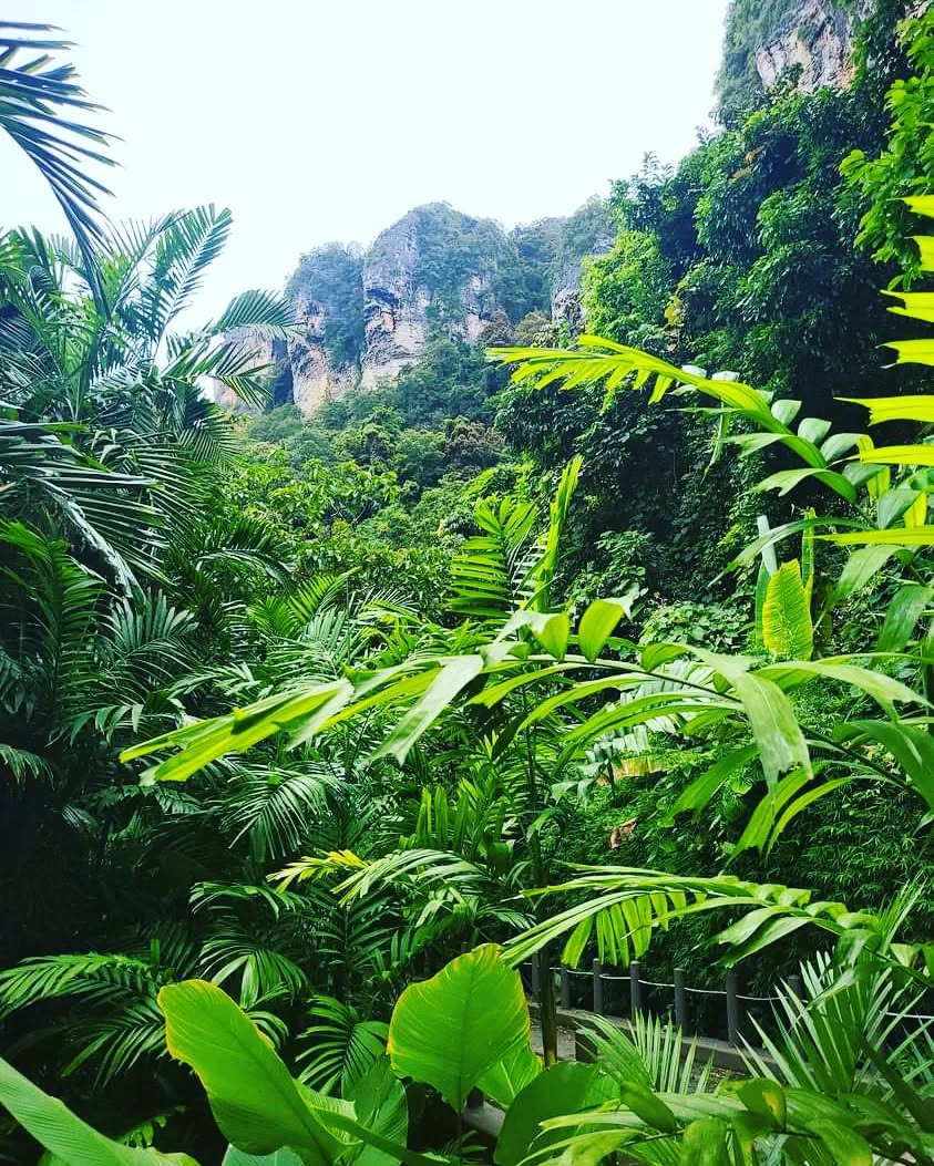 Uttpal Patel,  vacation#vacationmode#thiland#karabi#green#tree#trees#nature#naturephotography