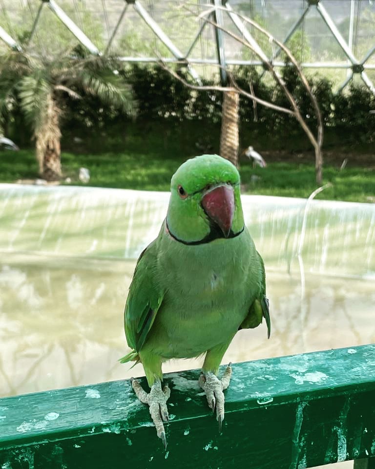 Uttpal Patel,  perot#birdlover#mittu#photography#gandhinagar